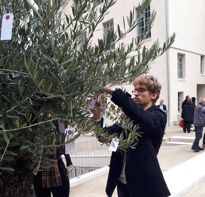 Arbre à voeux Arbre à voeux