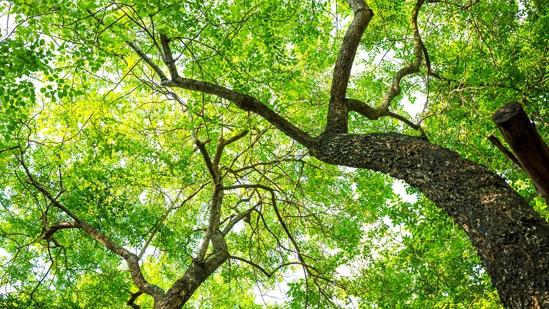 art et environnement