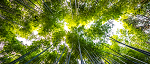 arbre