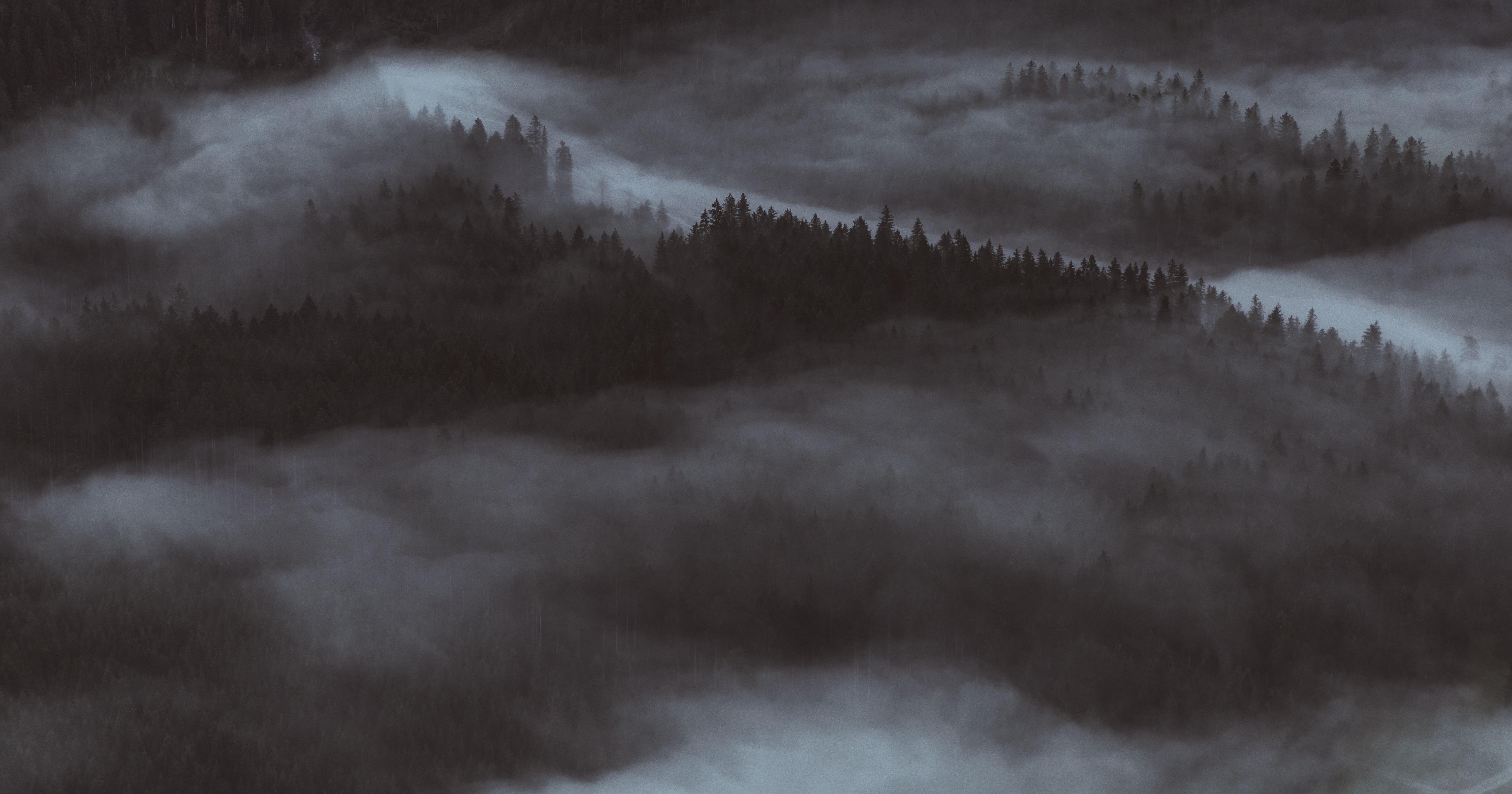 Une vue aérienne d'une forêt couverte de brouillard au crépuscule