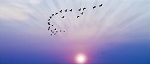 ciel