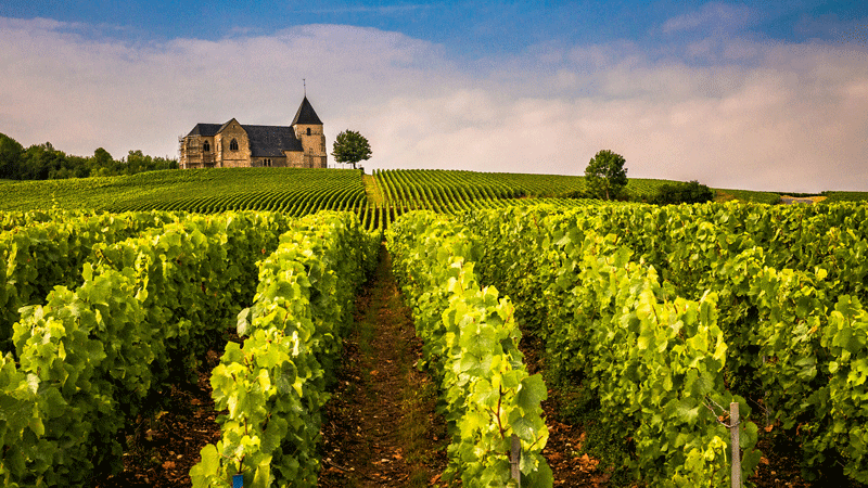 Vignoble champenois