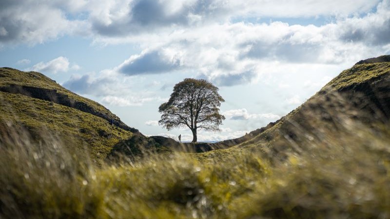 Ecological Grief