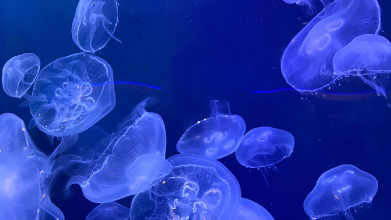 Mardis de la Mer